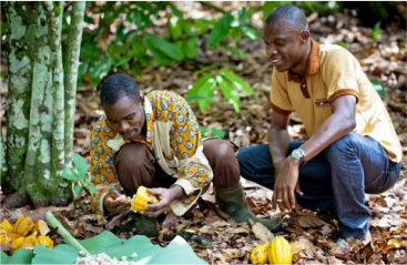 Cultivateurs de cacao lors de la récolte 
