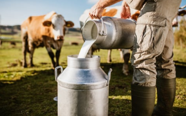  Ein Bauer schüttet Milch in eine Kanne.