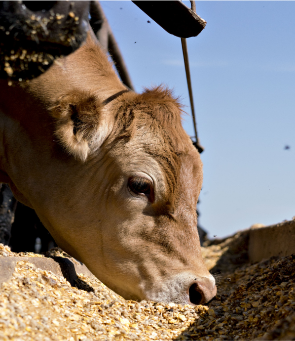 Cow