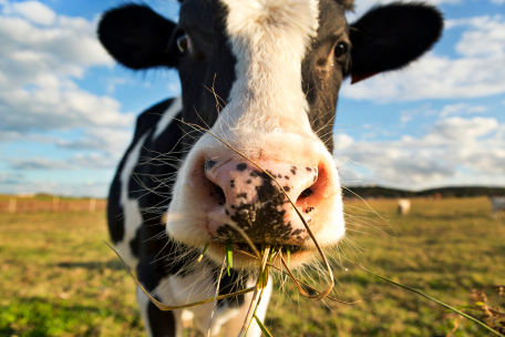 Single cow in agriculture field