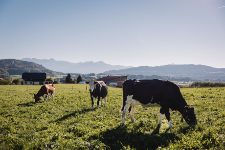 Cows