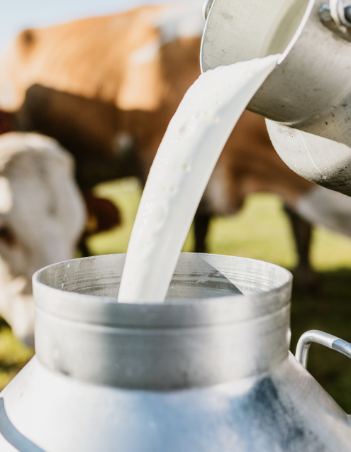 Milk