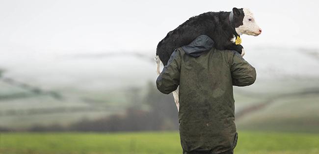 Farmer Brown trägt ein Kalb
