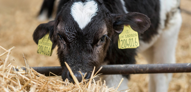 Kuh aus dem Bestand von Farmer Brown