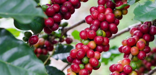 Nachhaltig produzierte Kaffeebohnen Nachhaltig produzierte Kaffeebohnen