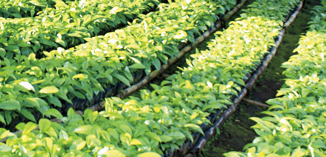 Setzlinge für nachhaltige Kaffeeproduktion Setzlinge für nachhaltige Kaffeeproduktion