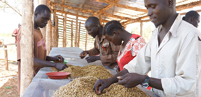 Kaffeebauern im Südsudan Kaffeebauern im Südsudan