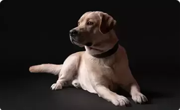 Pet_food