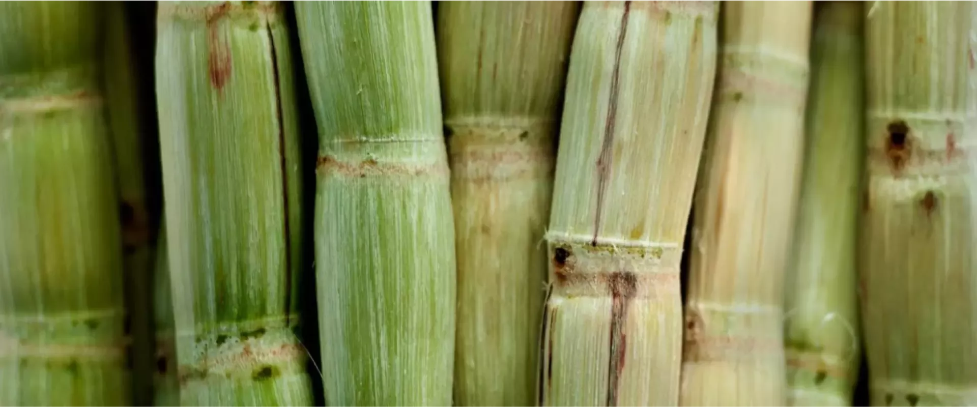 Banner_Coco