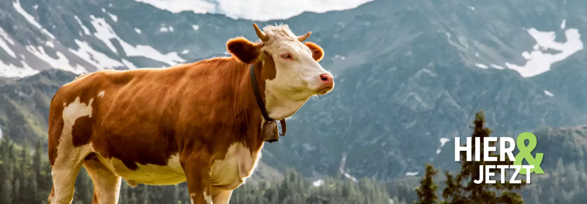 Headerbild
