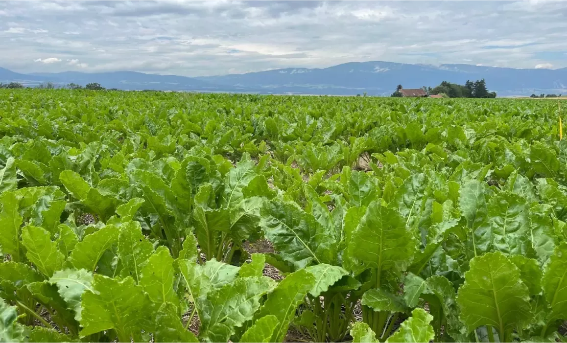 Agriculture field where green plants are grown