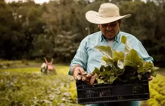 Farmer trägt Gemüse vom Feld