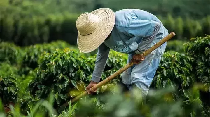 Nestlé is committed to the sustainable production of its ingredients 