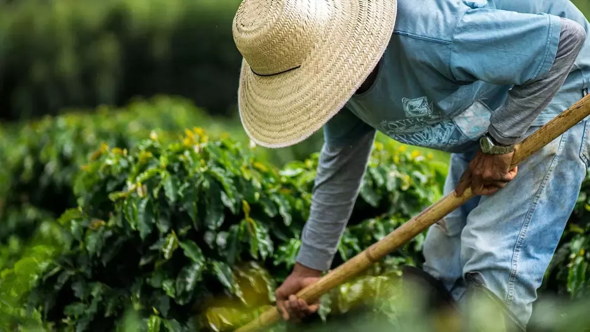 Landwirt arbeitet im Kaffeeanbau zur nachhaltigen Rohstoffbeschaffung