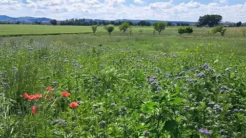 sustainability-climate-regenerative-agriculture-biodiversity