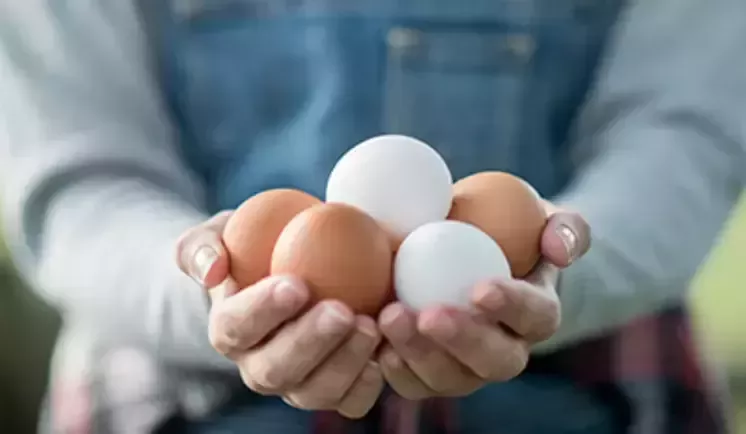 sustainability-raw-materials-meat-eggs-wide