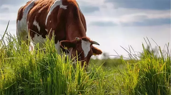 sustainability-regen-ag-farming-model-card