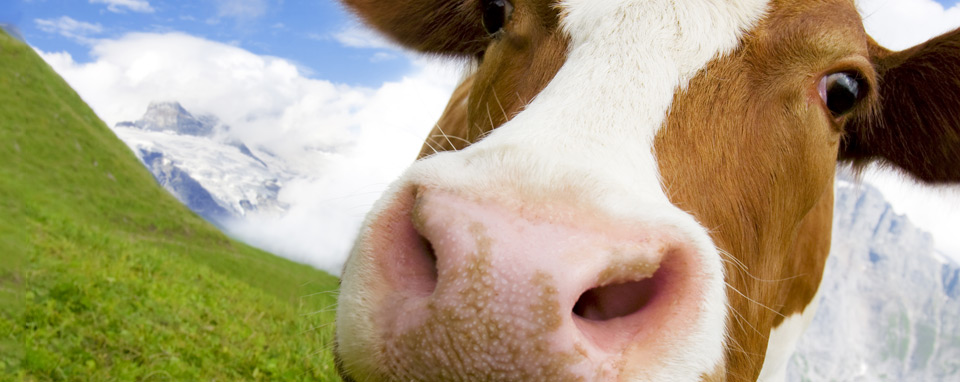 Comment les excréments de vaches et le café rassemblent une communauté